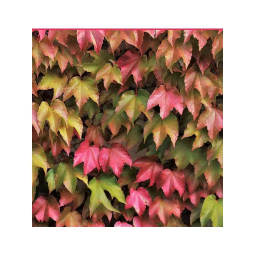 Parthenocissus tricuspidata Veitchii - Tapadó vadszőlő