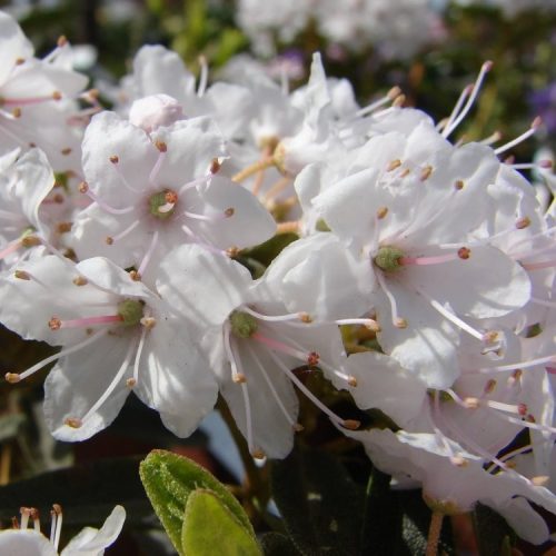 Rhododendron 'Impeditum Album'