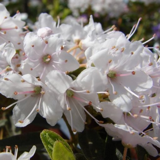 Rhododendron Impeditum Album