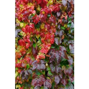   Parthenocissus quinquefolia var. engelmannii - Tapadó vadszőlő