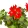 Pelargonium Fireworks Red - Tűzijáték muskátli