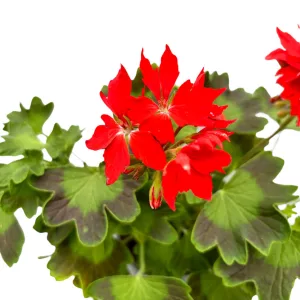 Pelargonium Fireworks Red - Tűzijáték muskátli
