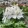 Pelargonium Fireworks White - Tűzijáték muskátli