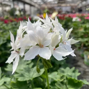 Pelargonium Fireworks White - Tűzijáték muskátli