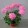Pelargonium Fireworks Pink - Tűzijáték muskátli