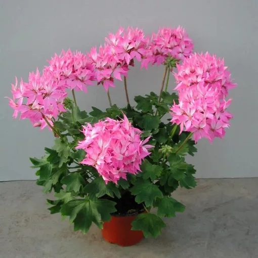 Pelargonium Fireworks Pink - Tűzijáték muskátli