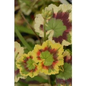 Pelargonium Leaf Contrast - Tarka levelű muskátli