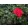 Pelargonium Leaf Distinction - Tarka levelű muskátli