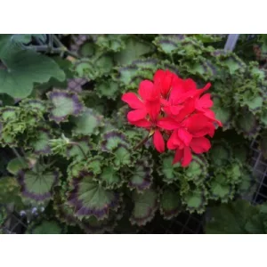 Pelargonium Leaf Distinction - Tarka levelű muskátli