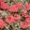 Pelargonium Leaf Frank Headly - Tarka levelű muskátli