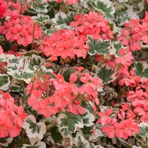 Pelargonium Leaf Frank Headly - Tarka levelű muskátli