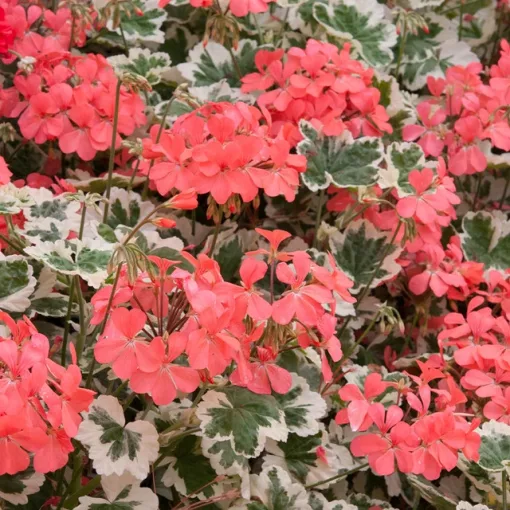 Pelargonium Leaf Frank Headly - Tarka levelű muskátli