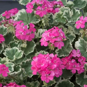 Pelargonium Leaf Madame Salleron - Tarka levelű muskátli