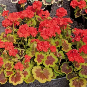Pelargonium Leaf Occold Shield - Tarka levelű muskátli