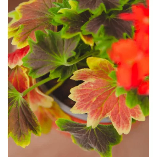Pelargonium Leaf Schoko - Tarka levelű muskátli