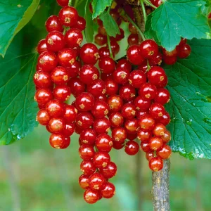 Ribes rubrum Jonkheer van Tets - Piros ribizli