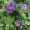 Solanum rantonetti Blue Fountain - Enciánfa (törzses)
