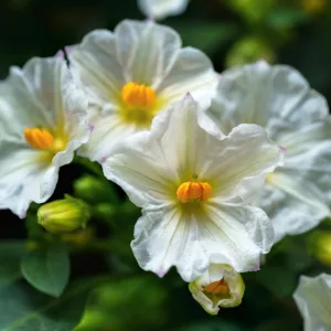 Solanum rantonetti Charles White - Enciánfa (törzses)