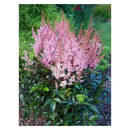 Astilbe x rosea Smile at Me - Tollbuga