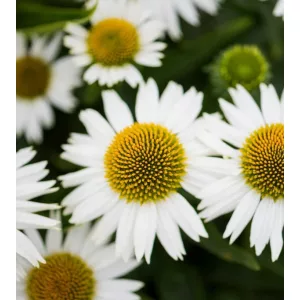 Echinacea MEDITATION White - Kasvirág