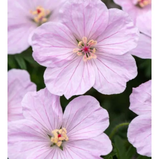 Geranium FRIVOLIUS Pink - Gólyaorr