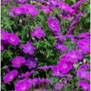 Geranium FRIVOLIUS Purple - Gólyaorr