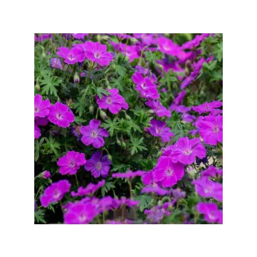 Geranium FRIVOLIUS Purple - Gólyaorr