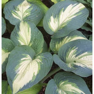 Hosta SHADOWLAND Hudson Bay - Árnyékliliom