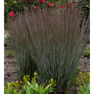 Schizachyrium scoparium Blue Paradise - Fenyérfű 