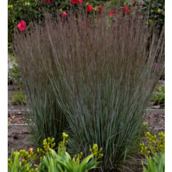 Fenyérfű (Schizachyrium)