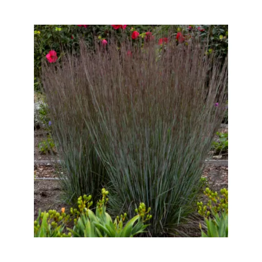 Schizachyrium scoparium Blue Paradise - Fenyérfű 