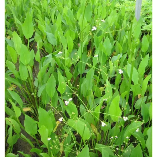 Alisma plantago-aquatica - Vízi hídőr