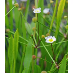 Baldelia ranunculoides Bogláros kishídőr