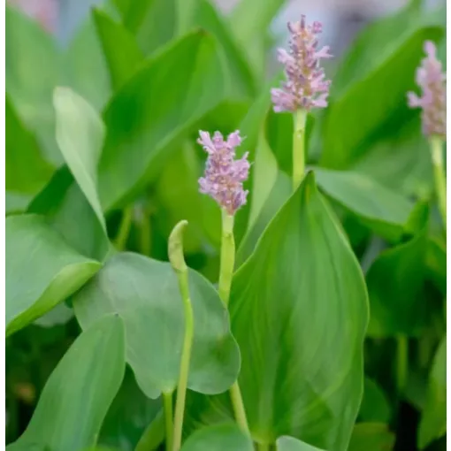 Pontederia cordata Pink - Sellővirág