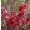 Leptospermum scoparium Crimson Glory - Új-zélandi teafa
