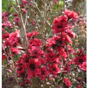 Leptospermum scoparium Crimson Glory - Új-zélandi teafa
