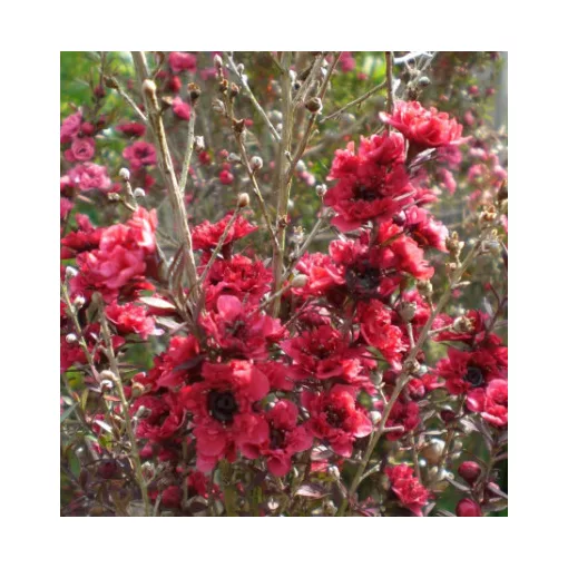 Leptospermum scoparium Crimson Glory - Új-zélandi teafa