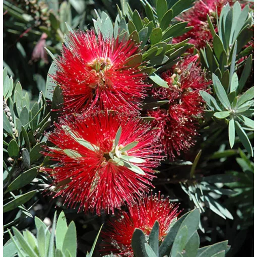 Callistemon masottii Little John - Törpe kefevirág