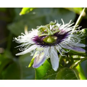 Passiflora edulis - Golgotavirág