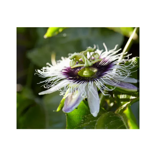 Passiflora edulis - Golgotavirág