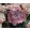 Hydrangea Hi Moon Red - Kerti hortenzia