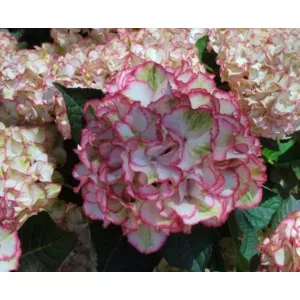 Hydrangea Hi Moon Red - Kerti hortenzia