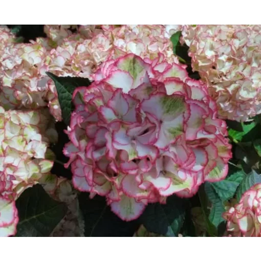 Hydrangea Hi Moon Red - Kerti hortenzia