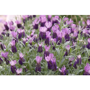 Lavandula stoechas Anouk - Francia levendula