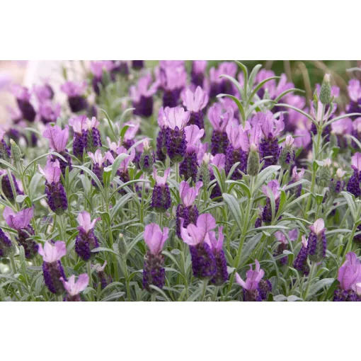 Lavandula stoechas Anouk - Francia levendula