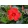 Mandevilla Red - Tölcsérjázmin