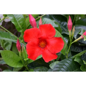 Mandevilla Red - Tölcsérjázmin