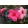 Mandevilla Pink - Tölcsérjázmin
