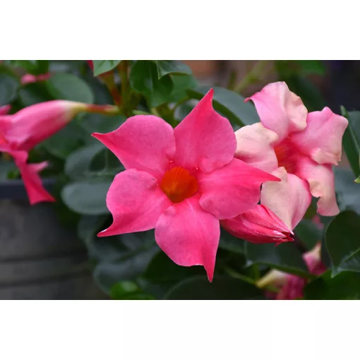 Mandevilla Pink - Tölcsérjázmin