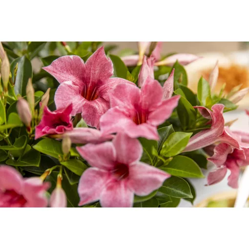 Mandevilla Flamingo - Tölcsérjázmin